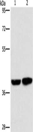 CAB39L Antibody