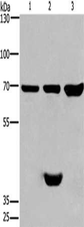 CABLES1 antibody