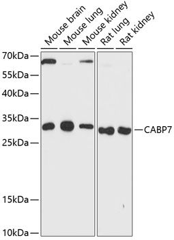 CABP7 antibody