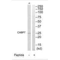 CABP7 antibody