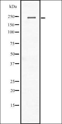 CACNA1C Antibody