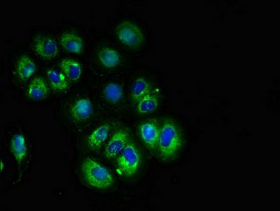 CACNG3 antibody