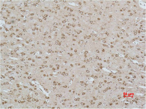 CACNG3 Antibody