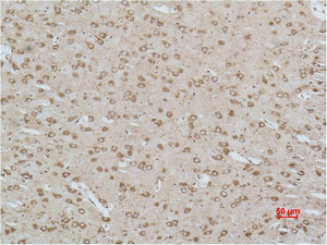 CACNG3 antibody