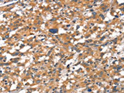 CDH5 Antibody