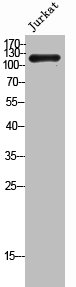 Cadherin 5 antibody