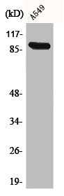 Cadherin-17 antibody