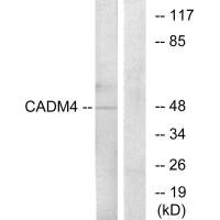 CADM4 antibody