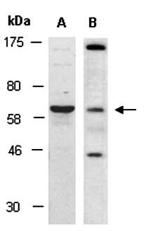 CADM4 (N) Antibody, Rabbit Polyclonal