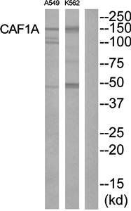 CAF1A Antibody