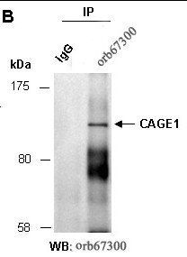 CAGE1 (N) Antibody, Rabbit Polyclonal