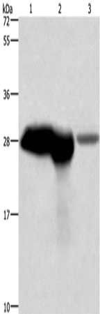 CALB1 antibody