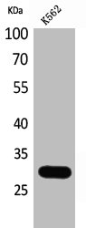 CALB1 Antibody