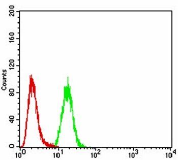 CALB2 Antibody