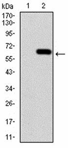 CALB2 Antibody