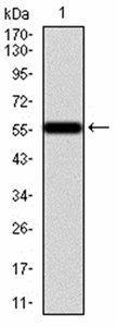 CALB2 Antibody