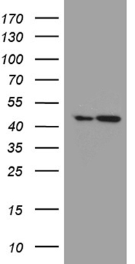 Calcineurin A Antibody