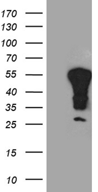 Calcipressin 1 Antibody