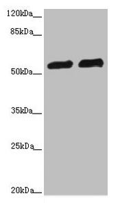 CALCOCO2 Antibody