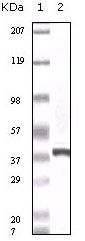 S100A6 Antibody