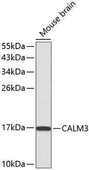 CALM3 antibody
