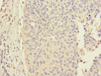 CALML3 Antibody