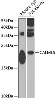 CALML5 antibody