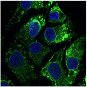 Calnexin antibody