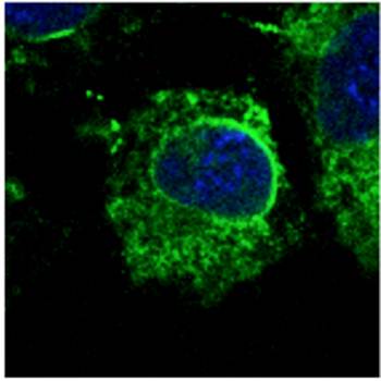 Calnexin antibody