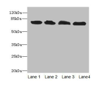 CAST Antibody
