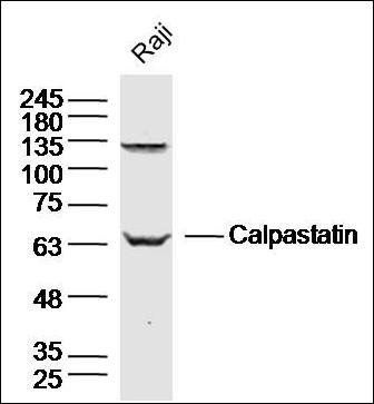Calpastatin antibody