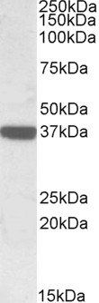 Goat anti-Calponin 3 / CNN3 Antibody