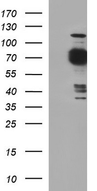 CALR3 Antibody
