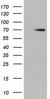 Calreticulin Antibody