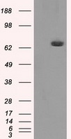 Calreticulin Antibody