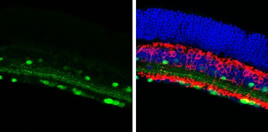 calbindin 2 Antibody