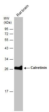 calbindin 2 Antibody