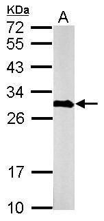 calbindin 2 Antibody