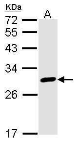 calbindin 2 Antibody