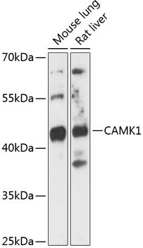 CAMK1 antibody