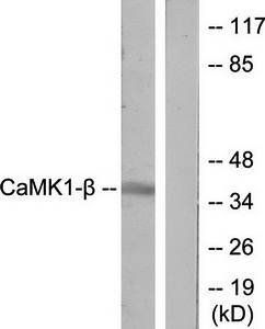CaMK1-β Antibody