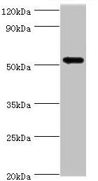 CAMK1G Antibody