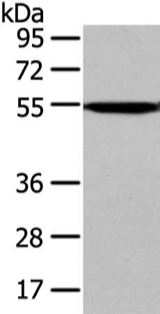 CAMK1G Antibody