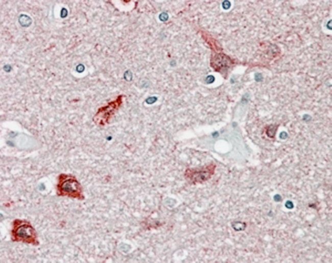 Goat anti-CAMK2 Antibody