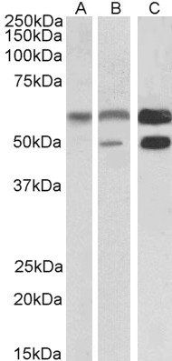 Goat anti-CAMK2 Antibody