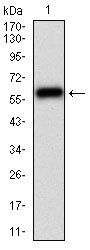 CAMK2G Antibody