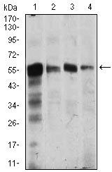 CAMK4 Antibody