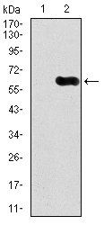 CAMK4 Antibody