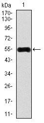 CAMK4 Antibody