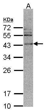 calcium/calmodulin dependent protein kinase ID Antibody